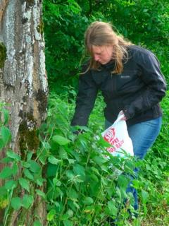 Deb Hewson foraging for nettles.