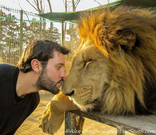 Alex Chacon up close and personal with the king of the jungle!