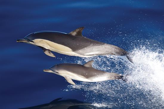 Common dolphin by Stephen Marsh.