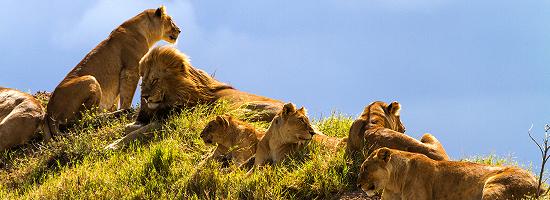 Lion pride in Tanzania - Karanga Adventure Tours.