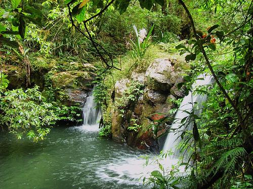 Border Ranges - Queensland and NSW.