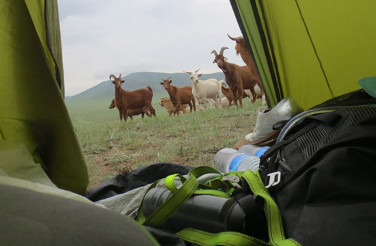 Andrea wakes up to Mongolian goats