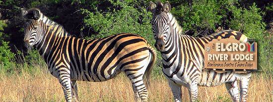 Zebras at Elgro River Lodge.