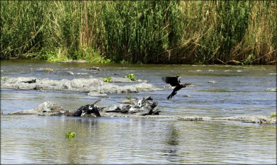 Waterbird on the Elgro River.