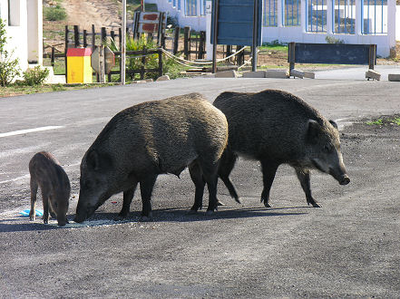 Forbidden pork, wild pigs getting a free feed at the border