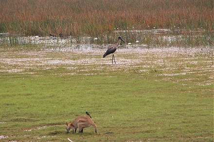 Jabiru and wallaby grazing near the wetlands