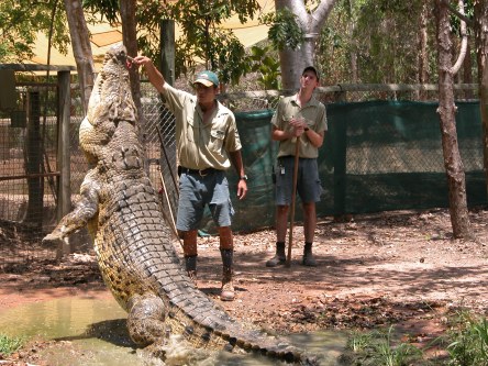 Feeding the crocodile at Billabong Sanctuary