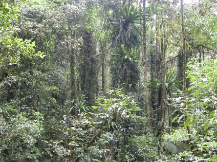 Dense rainforest, vines and epiphytes