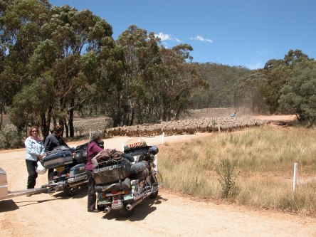 Moving a mob of merino sheep to another paddock