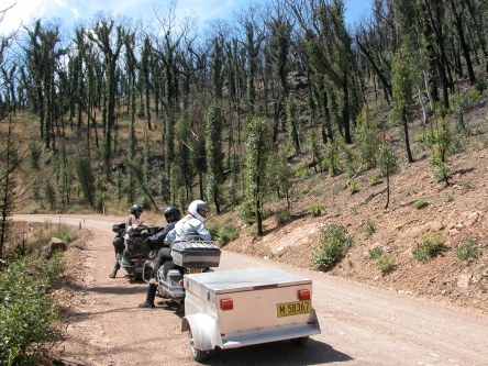 12 months regrowth after the fires.