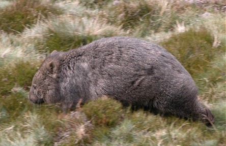 Wombat, normally nocturnal, out in daylight