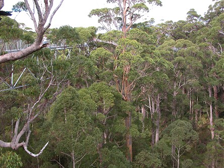 Suspended walkway 40 metres up in the tree canopy