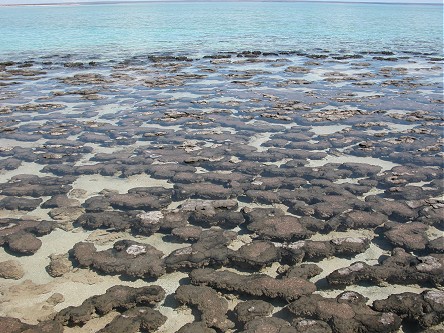 Stromatolites, world's oldest living organisms, been around for 3.5 billion years