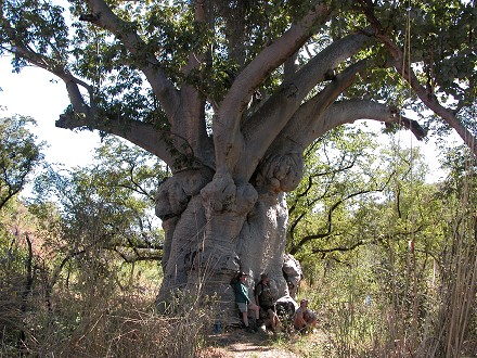 Resting under a large Boab