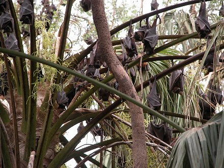 Flying foxes (fruit bats) have taken over the trees at Mataranka hot springs