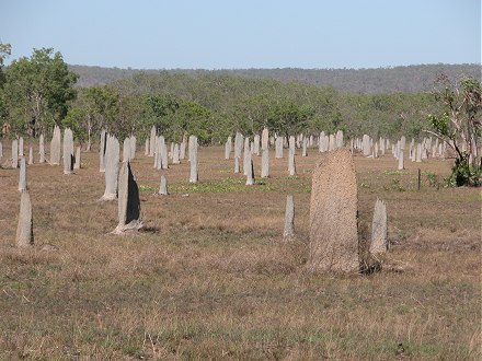 Magnetic termite mounds, running North-South to get full advantage of the morning sunshine