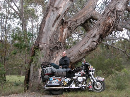One of Australias many kinds of eucalyptus trees