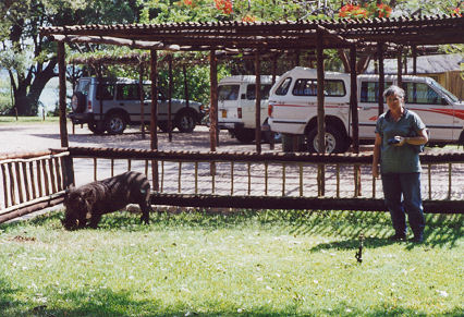 Wart Hog comfortable with tourists at the camp groung