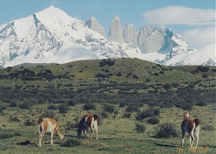 The towers of Torres del Paine National Park, guanaco in the foreground