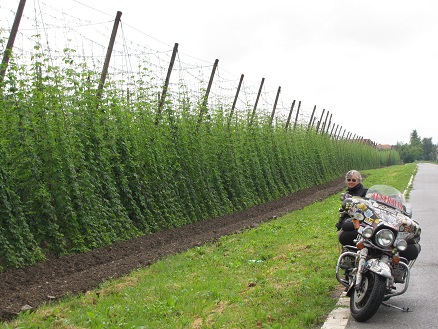 Growing hops, for beer making.