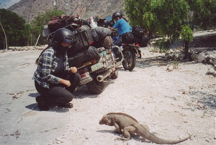 Friendly land iguana