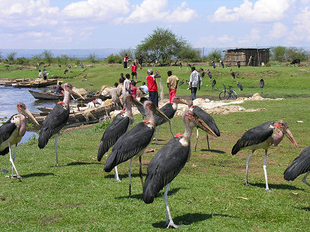 Marabou storks eating the fishermen's waste