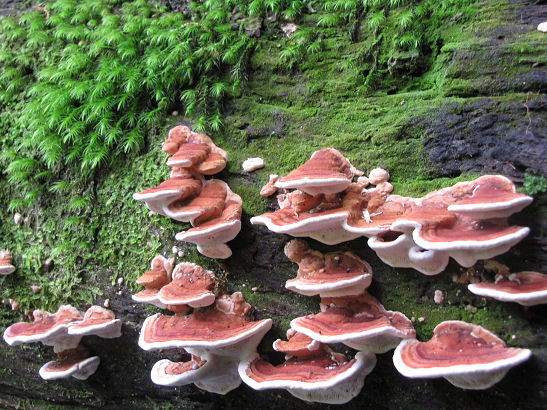 Fungi growing on a fallen log