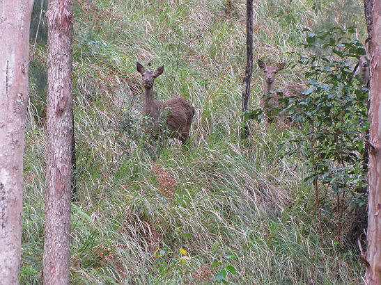 Wild Red deer live on the block