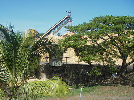 Plantation pine woodchip for export