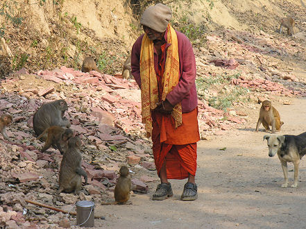 Quiet monk feeding equally quiet monkeys