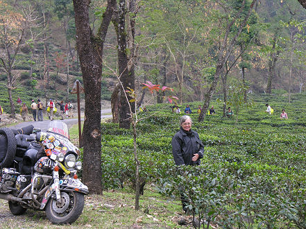 Tea plantations in eastern India
