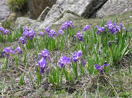 Early season iris in the mountains
