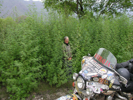 Kay standing in a roadside weed forest of marijuana