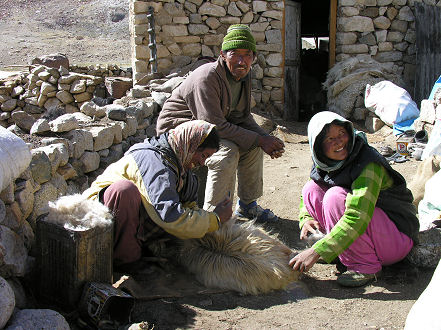 Combing pashmina (cashmere) from goats