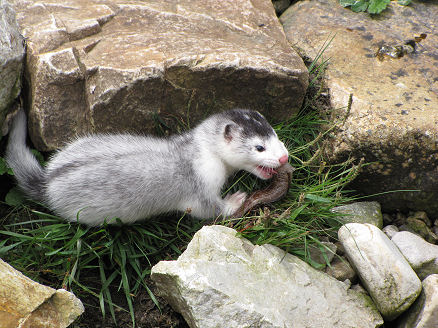 Eating the fish caught by its mother