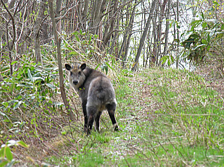 Japanese Antelope along the camping track I was following