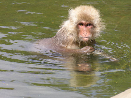 Macaque monkey enjoying the hot springs at Jigokudani Yaen-koen