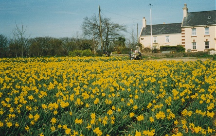 Daffodil gardens, destined for the European market