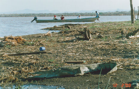 Crocodile lazes on the shore of Lake Baringo