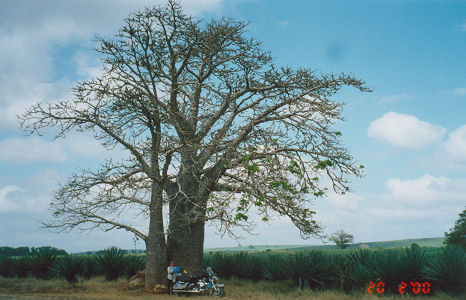 Large Boab tree