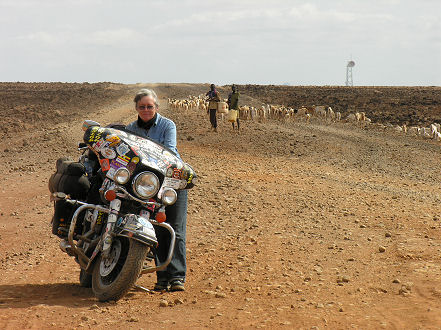 Sheep and goats move along the drought area in poor condition