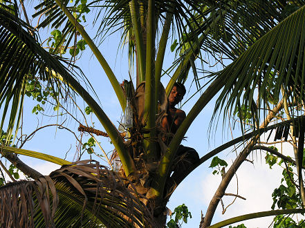 Collecting sap from the coconut palm for Toddy drink