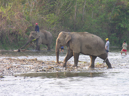 Elephants crossing the river daily to work, taking tourists for a ride 