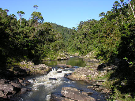 Rainforest in Ranomafana National Park