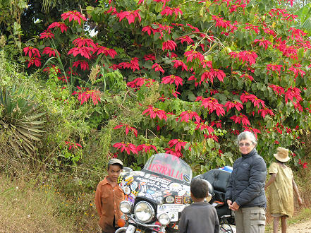 Poinsettia in full colour in the mountains