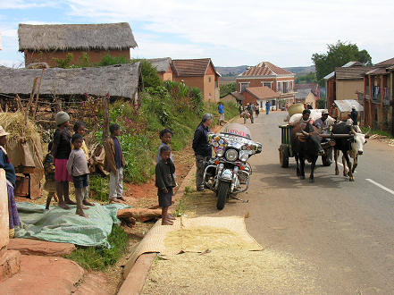 Village street scene with ox cart and drying rice on the road edge