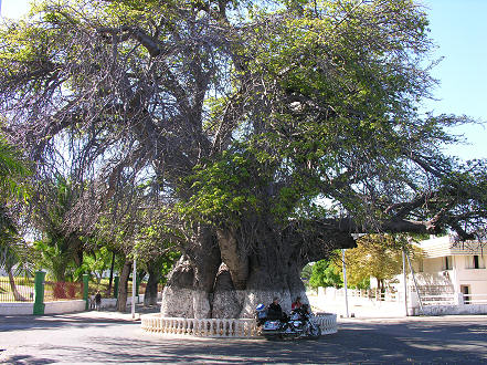 The 700 yr old Baobab in Mahajanga