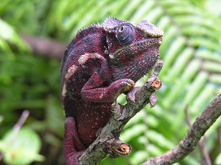 Chameleon at Park Zoologique Ivoloina
