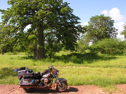 My favourite tree in Africa, the Baobab