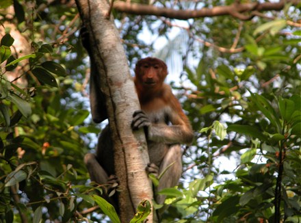 Female proboscis monkey in Bako National Park
